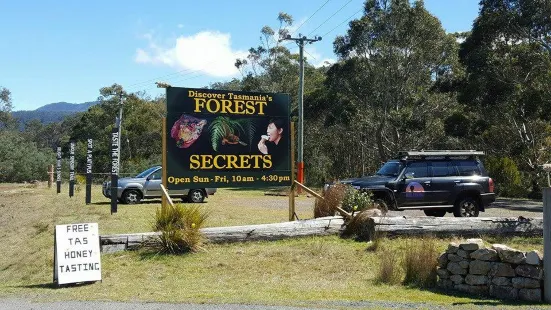 FOREST SECRETS