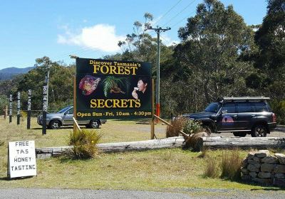 FOREST SECRETS