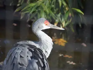 Cohanzick Zoo