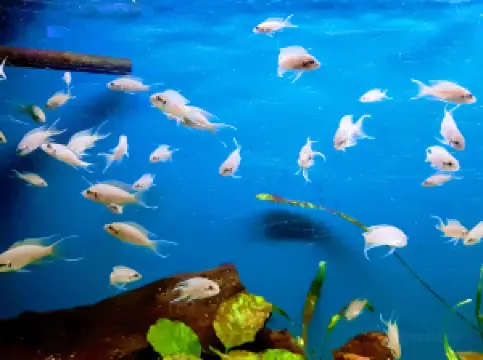 The Aquarium of Constanța