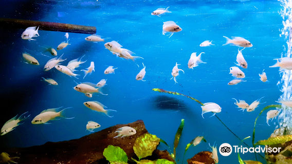The Aquarium of Constanța