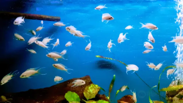 The Aquarium of Constanța