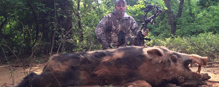 Hog Wild