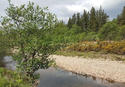 Ariundle Oakwood National Nature Reserve