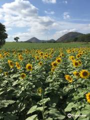 Sunflower Field