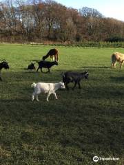 Ballycross Apple Farm