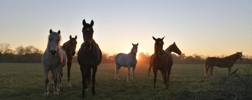 La Ferme Équestre de la Forêt