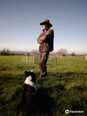 West Kerry sheep dog demonstrations