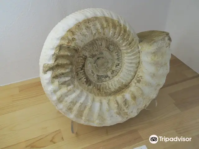 Izu Ammonite Museum