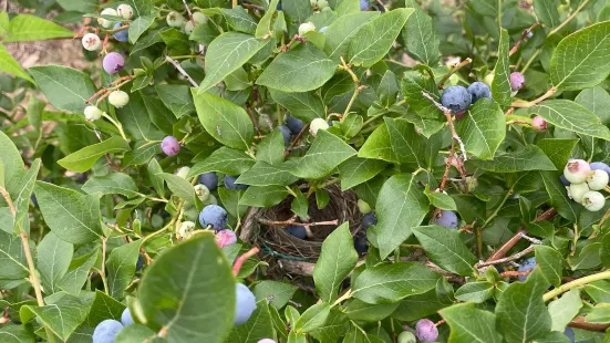 Bulldog Berries