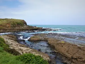 Curio Bay Cliffs