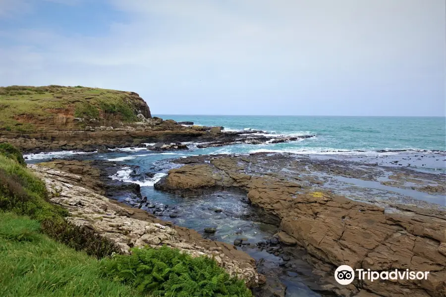 Curio Bay Cliffs