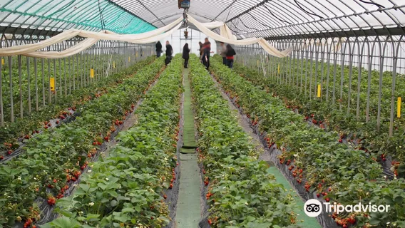 Ema Strawberry Picking Center