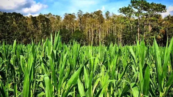 Partin Ranch Corn Maze