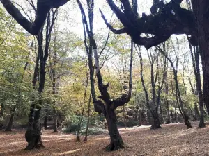 Alangdareh Forest Park