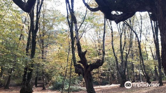 Alangdareh Forest Park