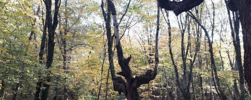 Alangdareh Forest Park