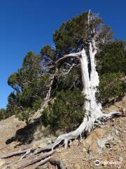 Artemis Nature Trail