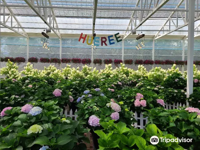 Hydrangea Viewing on Jeju Island