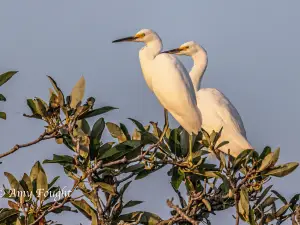 Alligator River National Wildlife Refuge