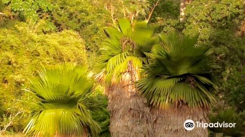 Botanical Garden of Cienfuegos