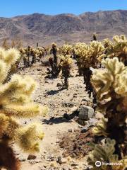 Cholla Cactus Garden