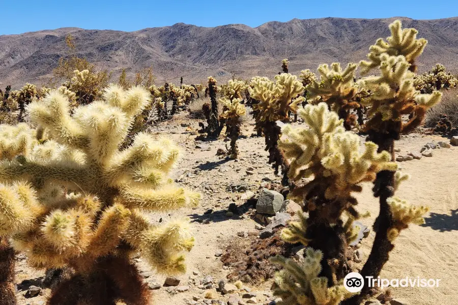 Cholla Cactus Garden Trail