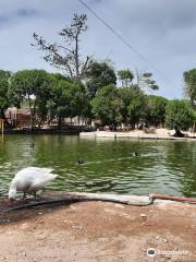 Lago de los Cisnes