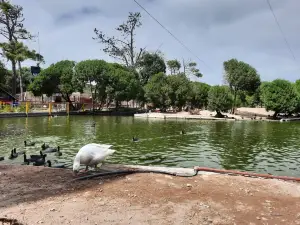 Lago de los Cisnes