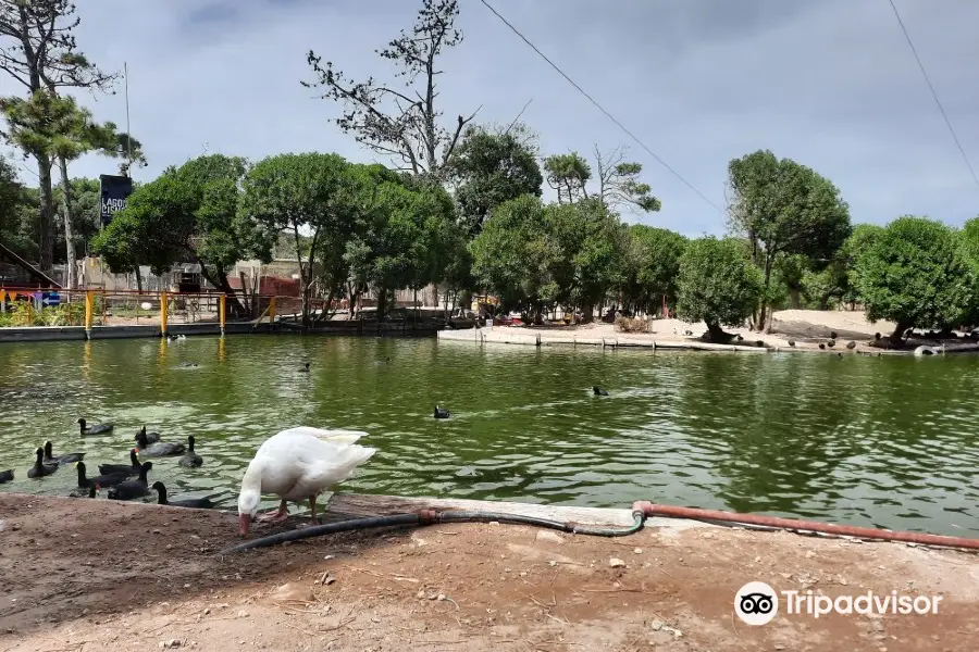 Lago de los Cisnes