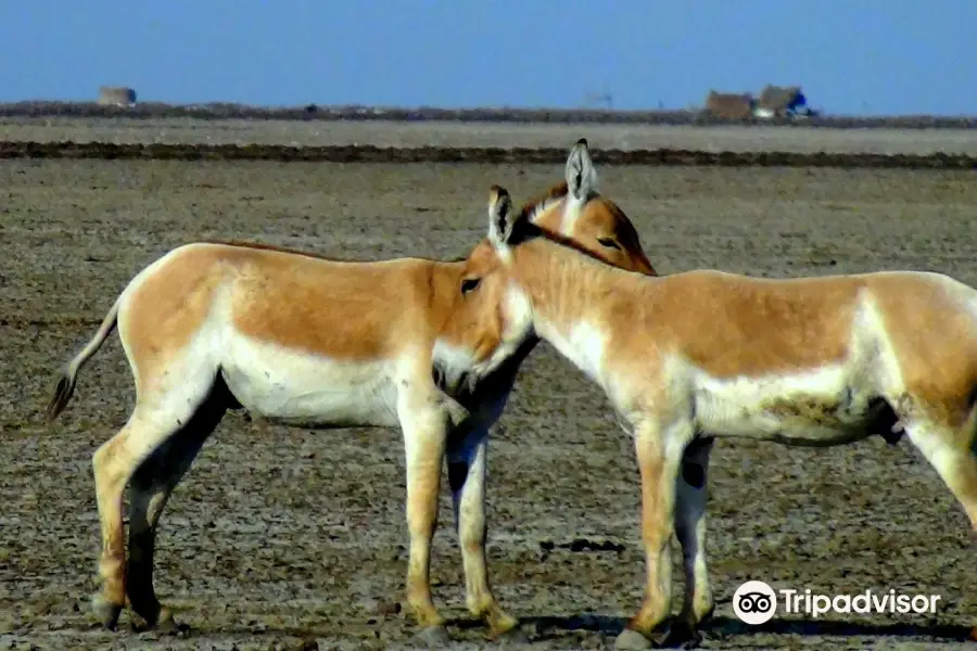 Indian Wild Ass Sanctuary