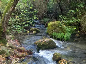 Sendero Rio Majaceite