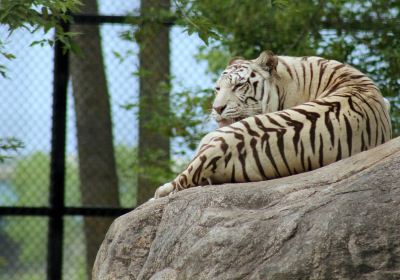 ダコタ動物園