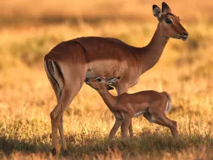 Kragga Kamma Game Park