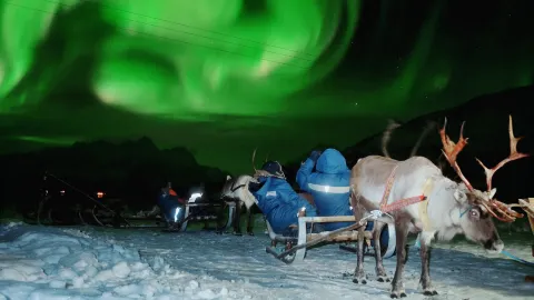 Sledding in Tromso attraction in Troms