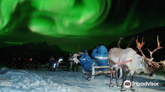 Snow Sledding in Tromso