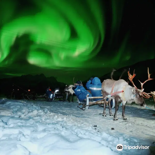 Snow Sledding in Tromso