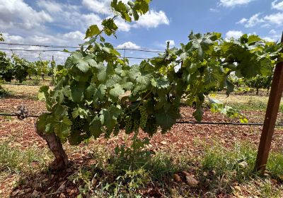 Volubilia-Domaine de la Zouina