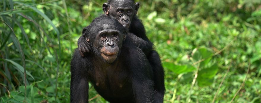 Lola Ya Bonobo