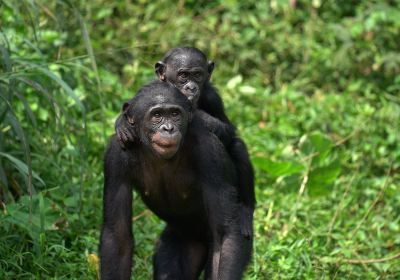 Lola ya Bonobo