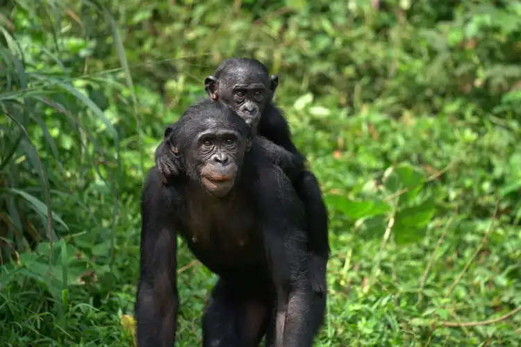 Hotels near Lola ya Bonobo