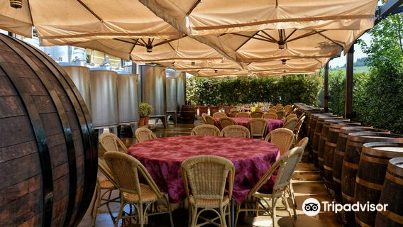 Tenuta Torciano Vineyards