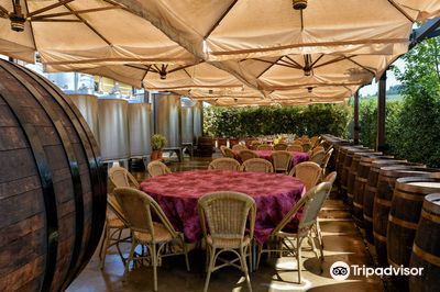 Tenuta Torciano Vineyards