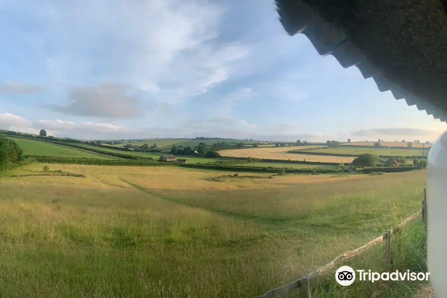 Badger Watch Dorset