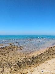 Bay of Cádiz Natural Park
