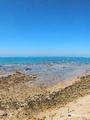 Bahía de Cádiz Natural Park