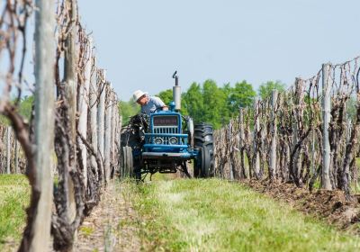 Hunt Country Vineyards