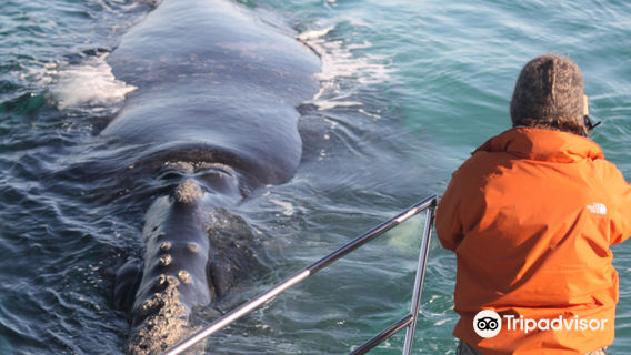 Marine Dynamics · Whale Tours · Dyer Island Cruises