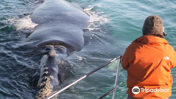 Marine Dynamics · Whale Tours · Dyer Island Cruises