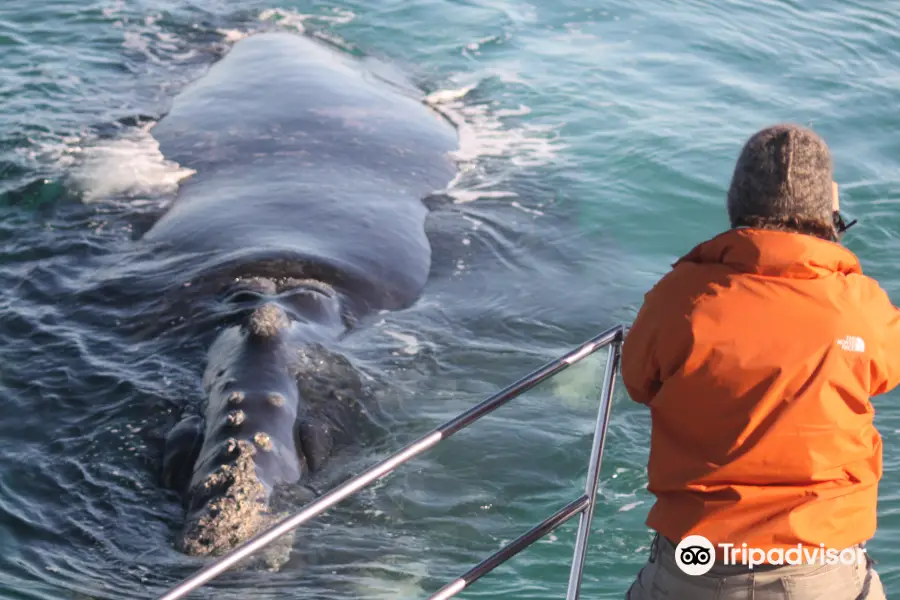 Whale Watching · Dyer Island Cruises